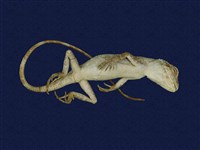 Short-legged japalura Collection Image, Figure 6, Total 7 Figures
